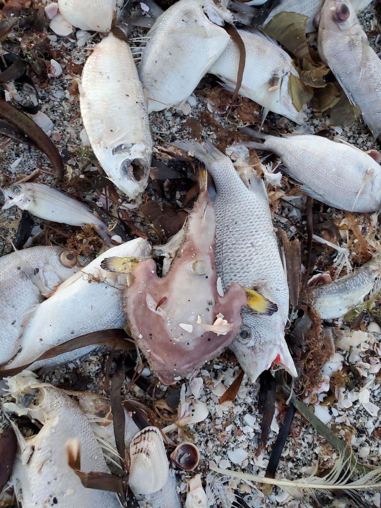 Fish dead from red tide